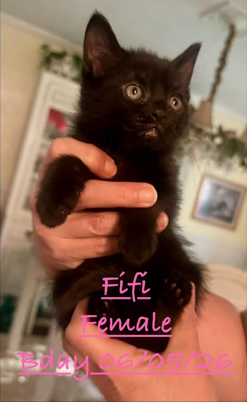 Fifi, ADOPTABLE, Kitten Female Domestic Short Hair.