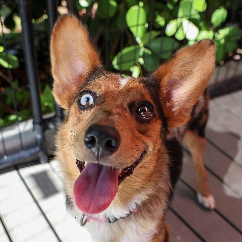 Enlarge Liza, a Adoptable mixed breed in Bradenton, FL image 1/1