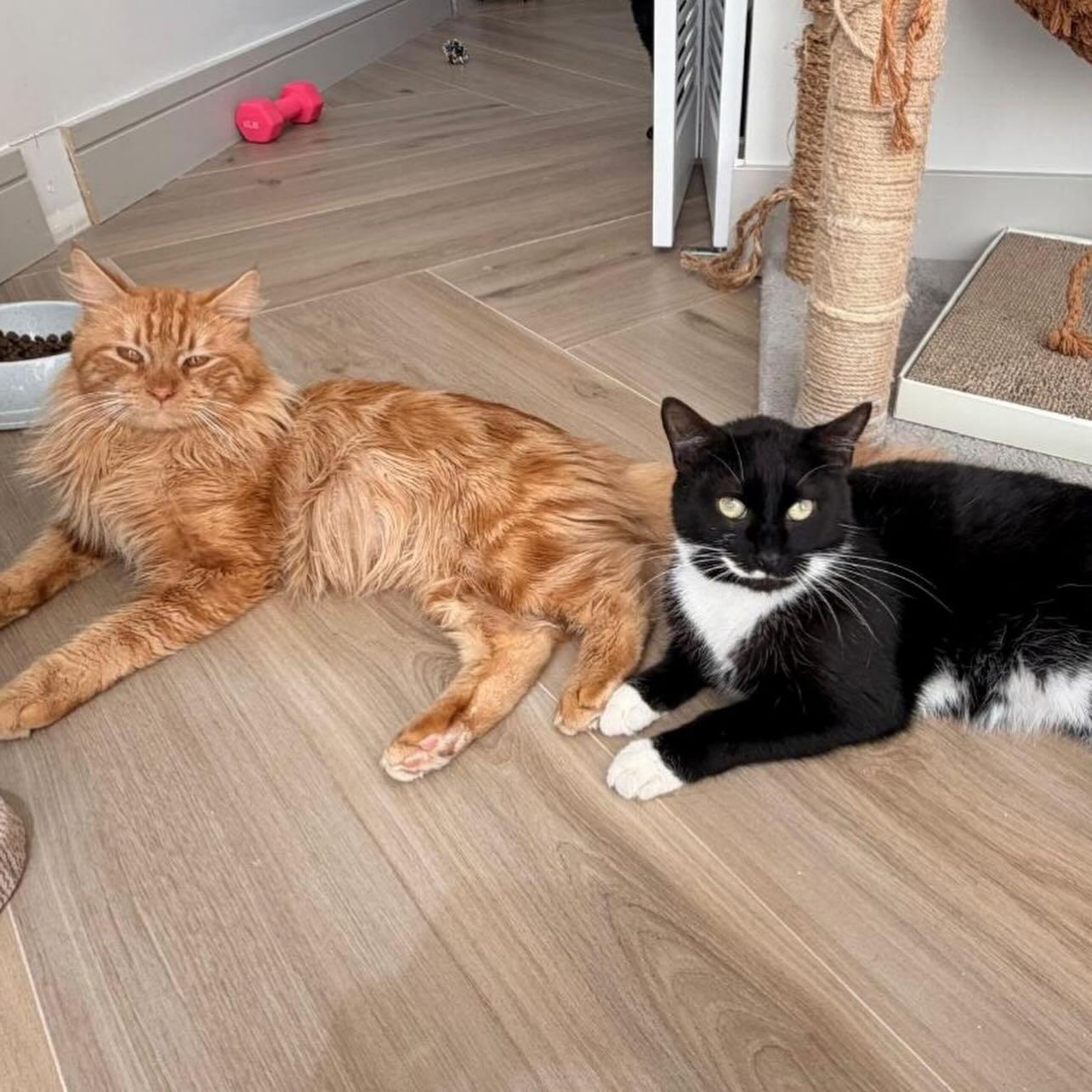 Charlie and Snowstorm, Adoptable, Young Male Domestic Long Hair.