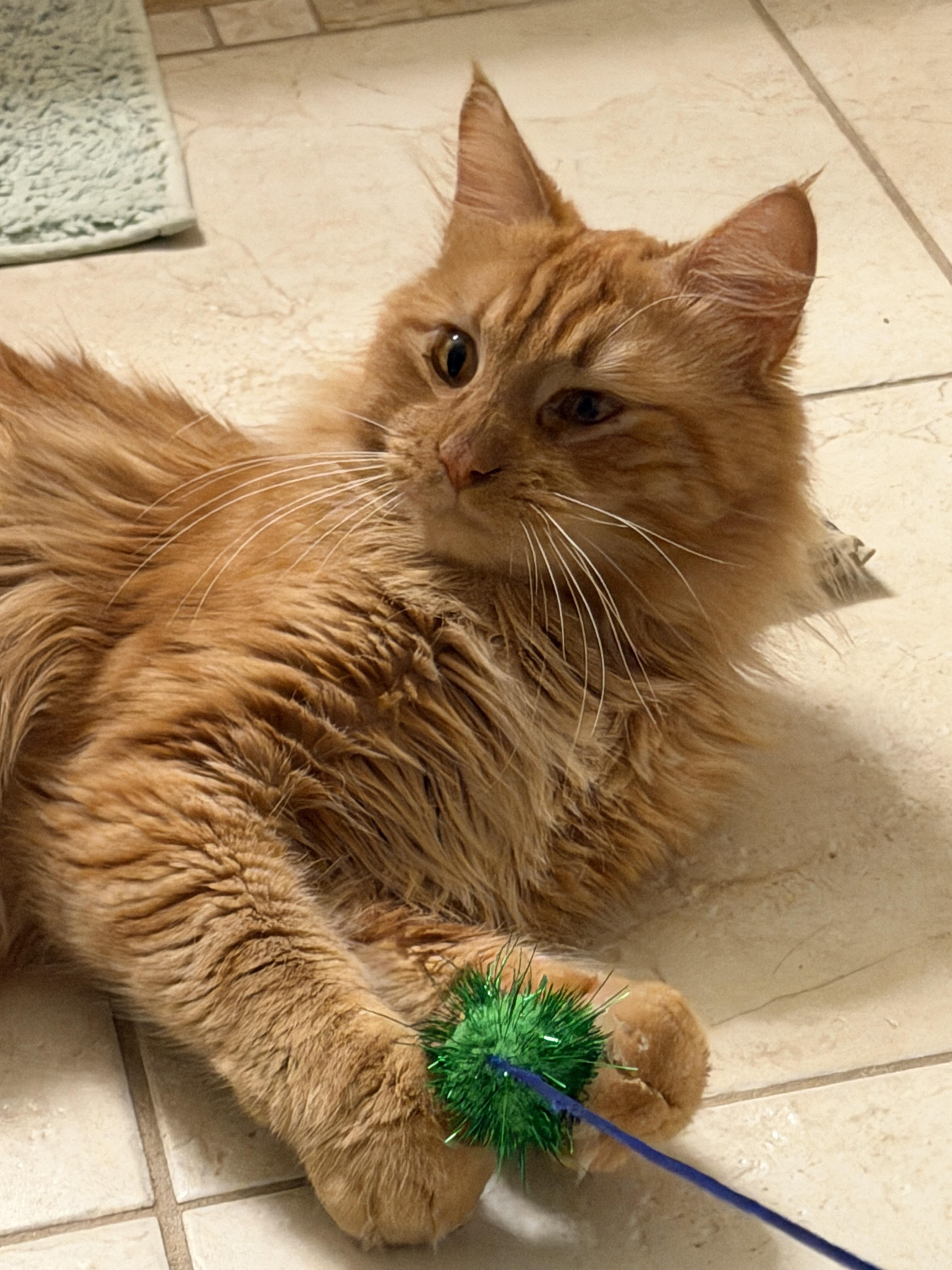 Enlarge Charlie and Snowstorm, a Adoptable mixed breed in Hopkinton, MA image 3/5