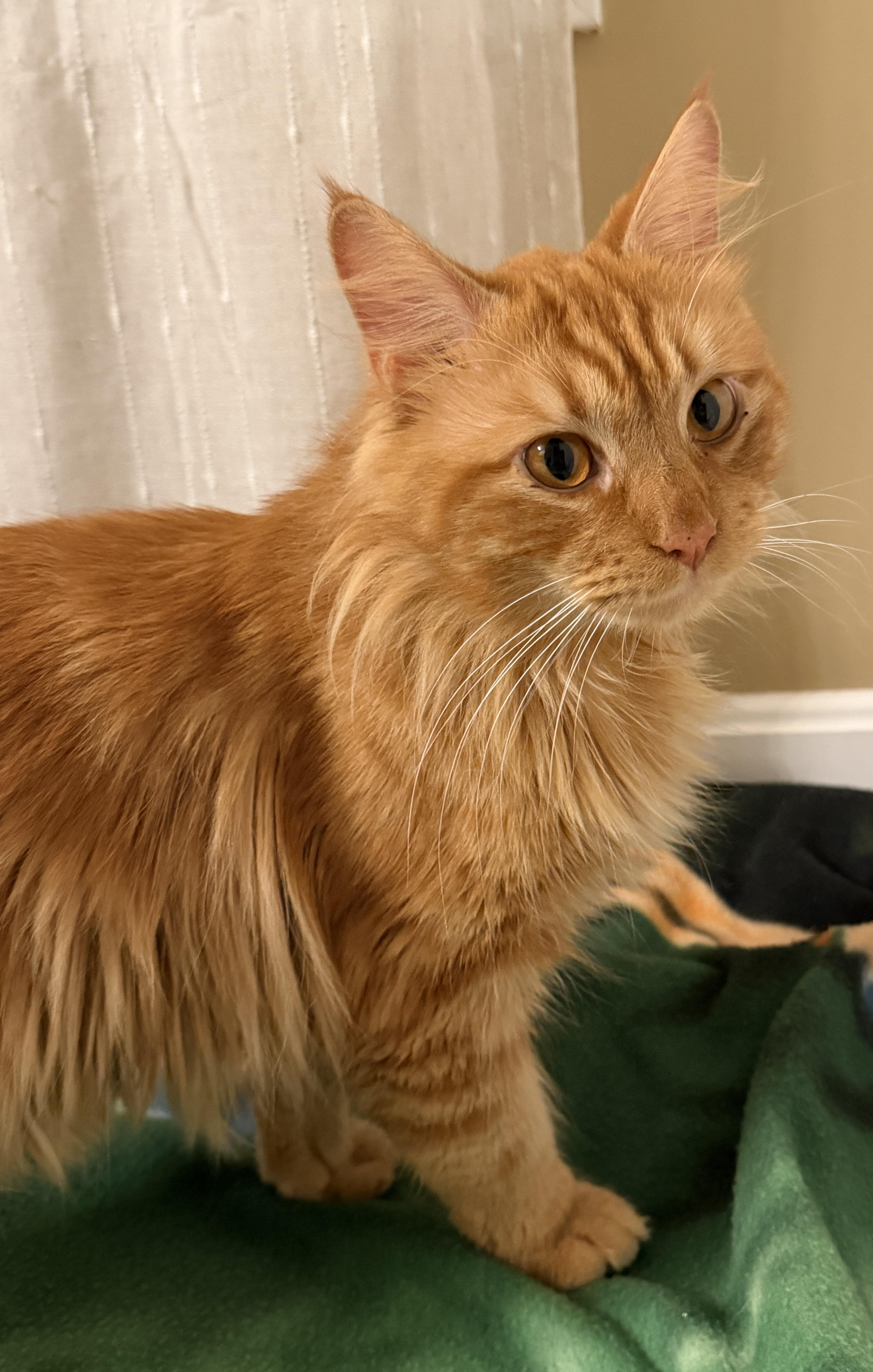 Enlarge Charlie and Snowstorm, a Adoptable mixed breed in Hopkinton, MA image 2/5