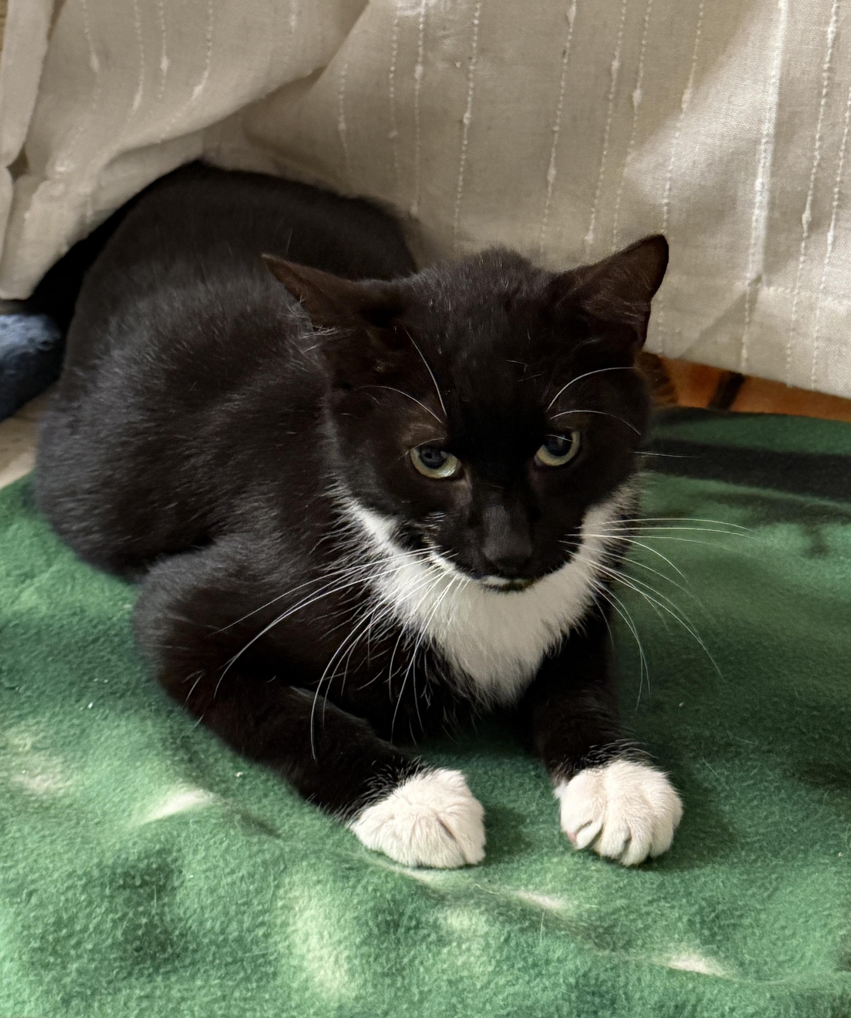 Enlarge Charlie and Snowstorm, a Adoptable mixed breed in Hopkinton, MA image 5/5