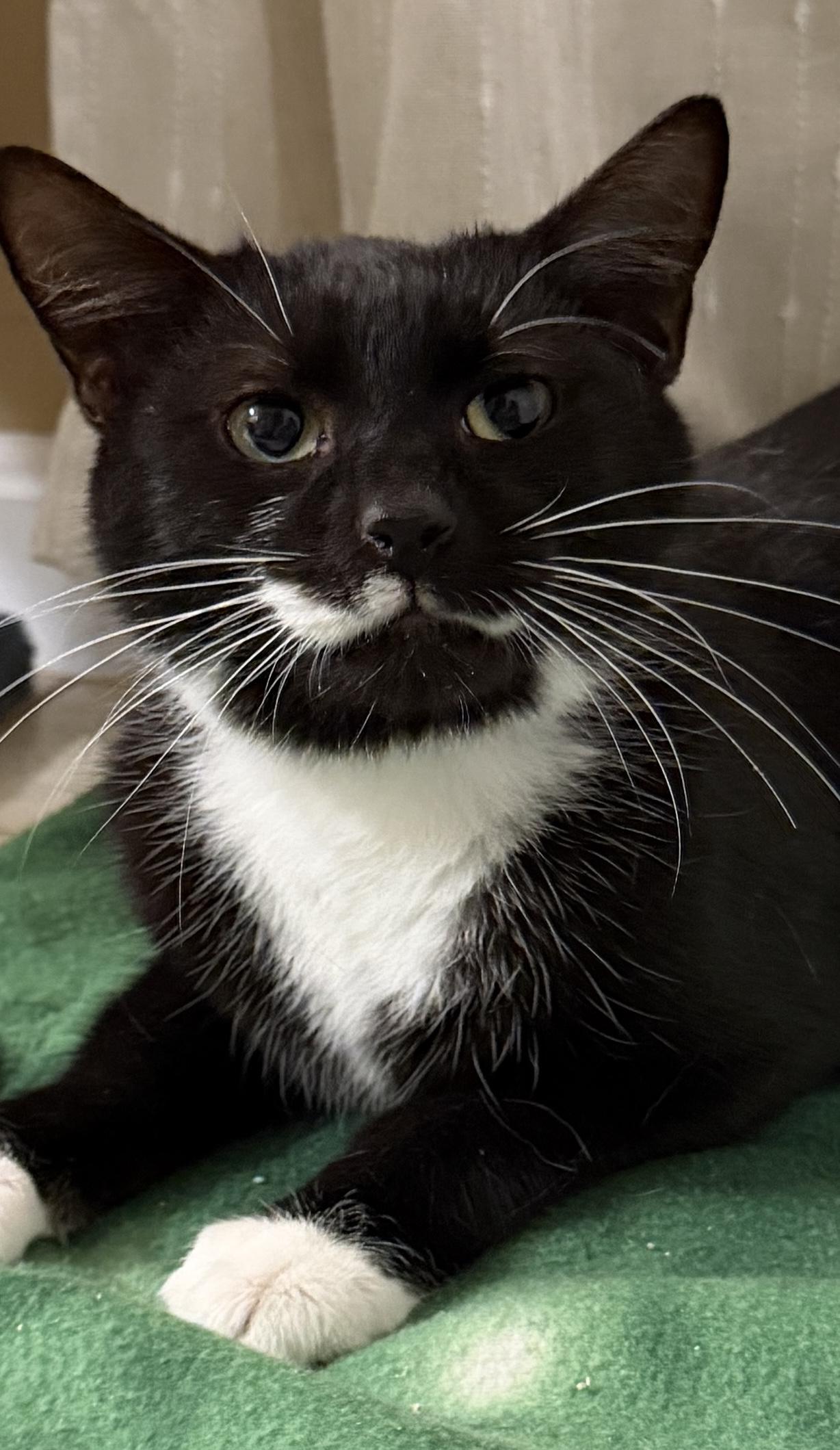 Enlarge Charlie and Snowstorm, a Adoptable mixed breed in Hopkinton, MA image 4/5