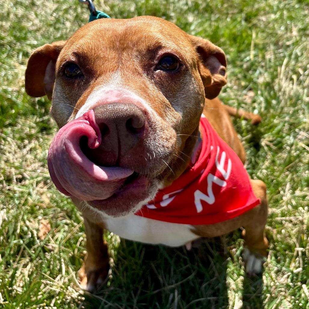 Enlarge Cinnamon, a Adoptable mixed breed in Silver Spring, MD image 1/6