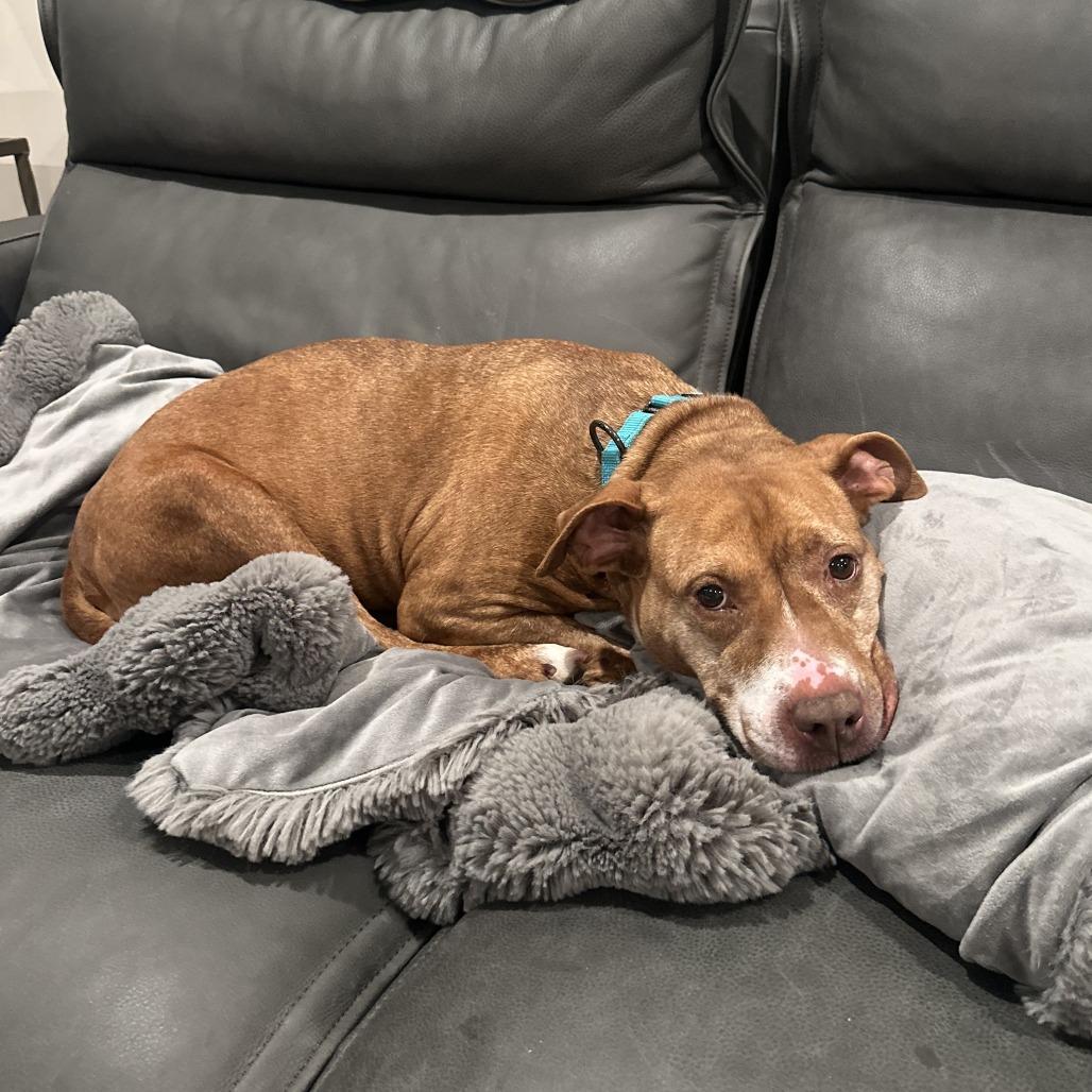 Cinnamon, Adoptable, Adult Female Terrier & Mixed Breed.