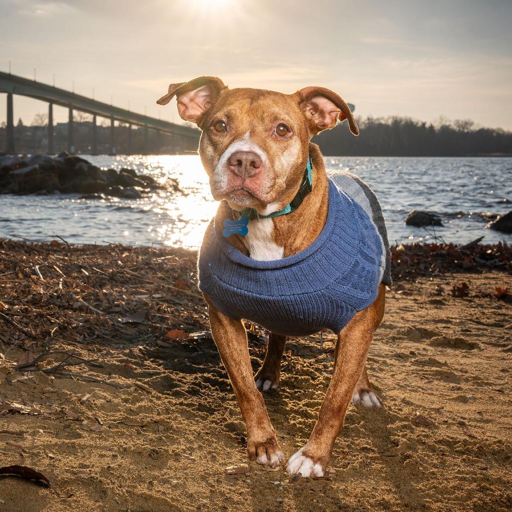 Cinnamon, Adoptable, Adult Female Terrier & Mixed Breed.