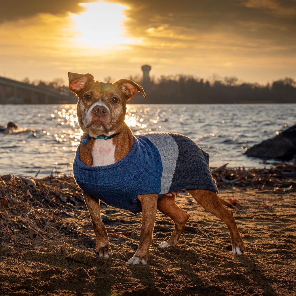 Enlarge Cinnamon, a Adoptable mixed breed in Silver Spring, MD image 4/6