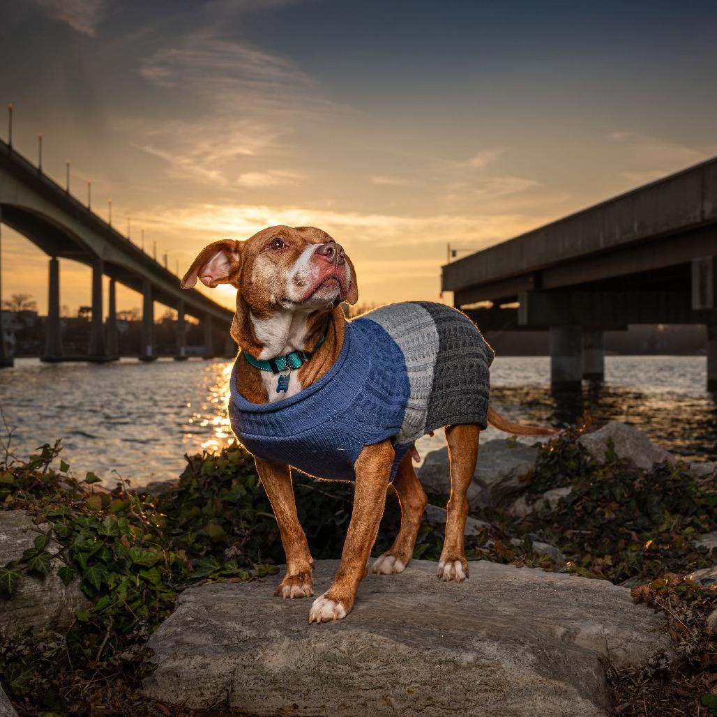 Enlarge Cinnamon, a Adoptable mixed breed in Silver Spring, MD image 5/6