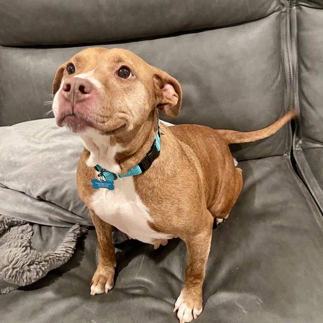 Enlarge Cinnamon, a Adoptable mixed breed in Silver Spring, MD image 6/6