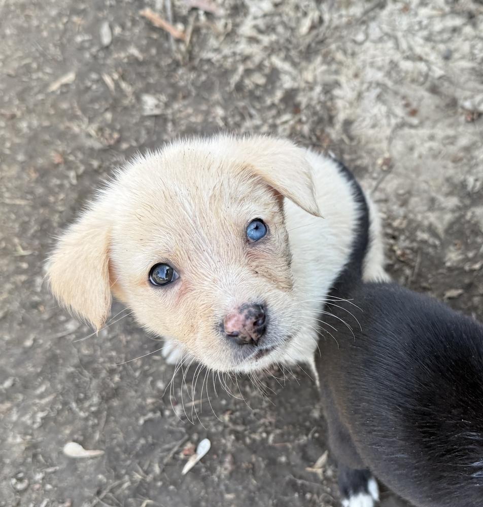1053 Slim Shedy, a Adoptable mixed breed in Salem, WI image 1/4