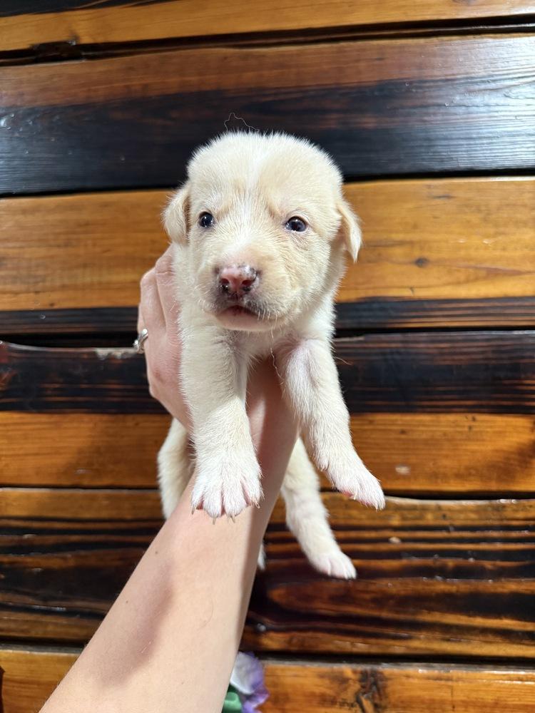 1053 Slim Shedy, Adoptable, Puppy Male Australian Shepherd.