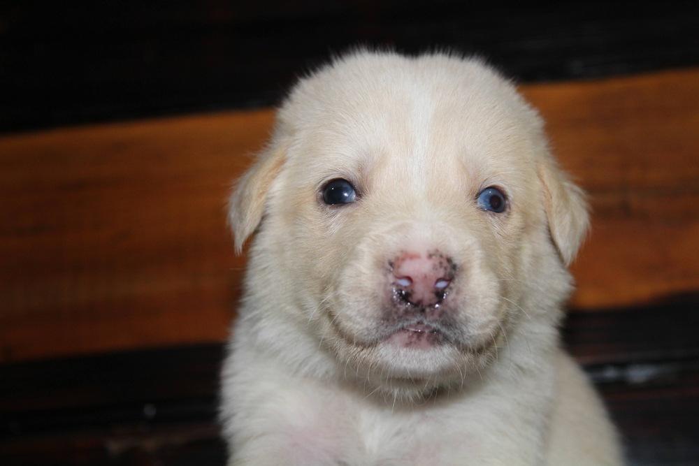 1053 Slim Shedy, a Adoptable mixed breed in Salem, WI image 3/4