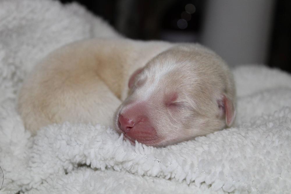 1053 Slim Shedy, a Adoptable mixed breed in Salem, WI image 4/4