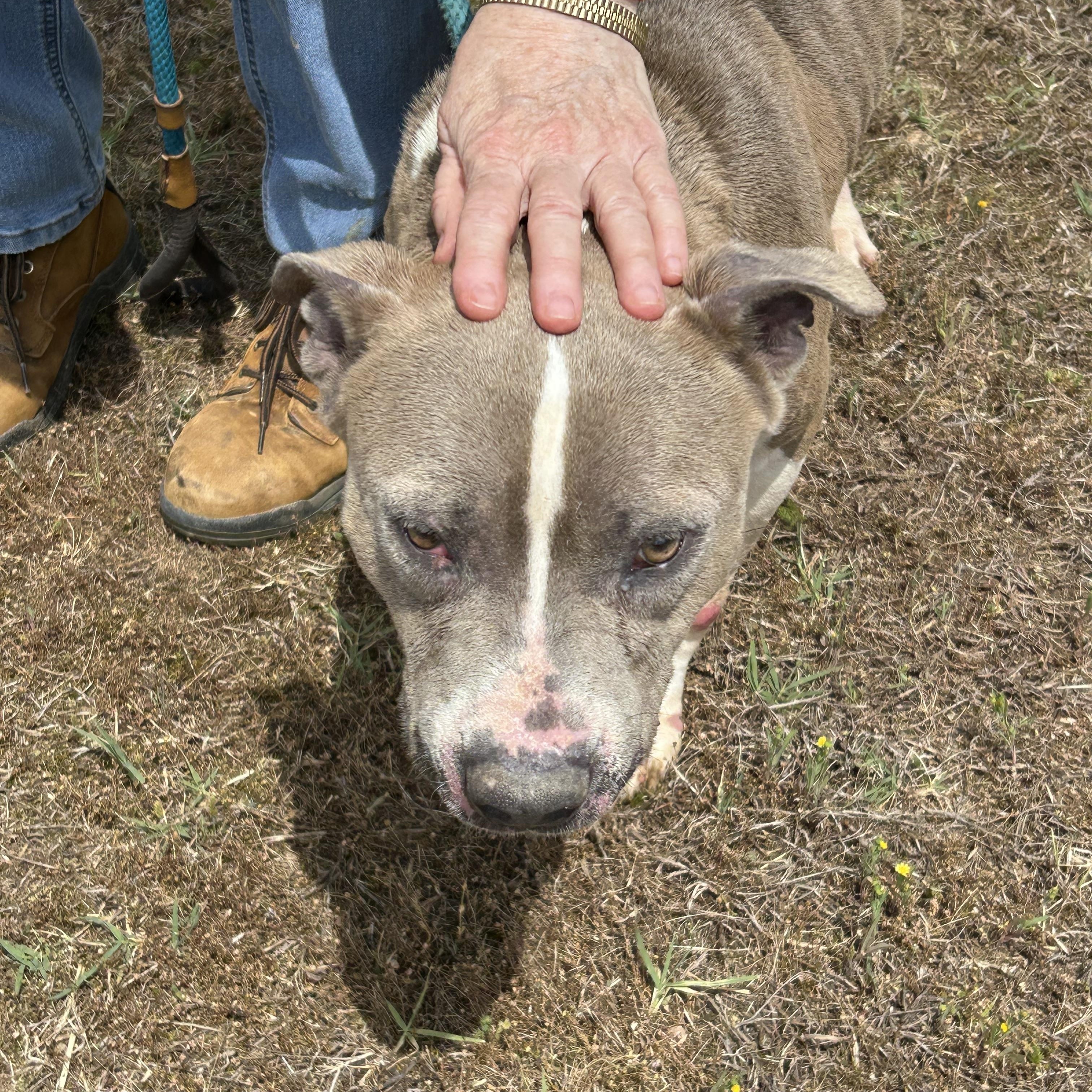Enlarge Blackie, a ADOPTABLE mixed breed in Charles City, VA image 1/5