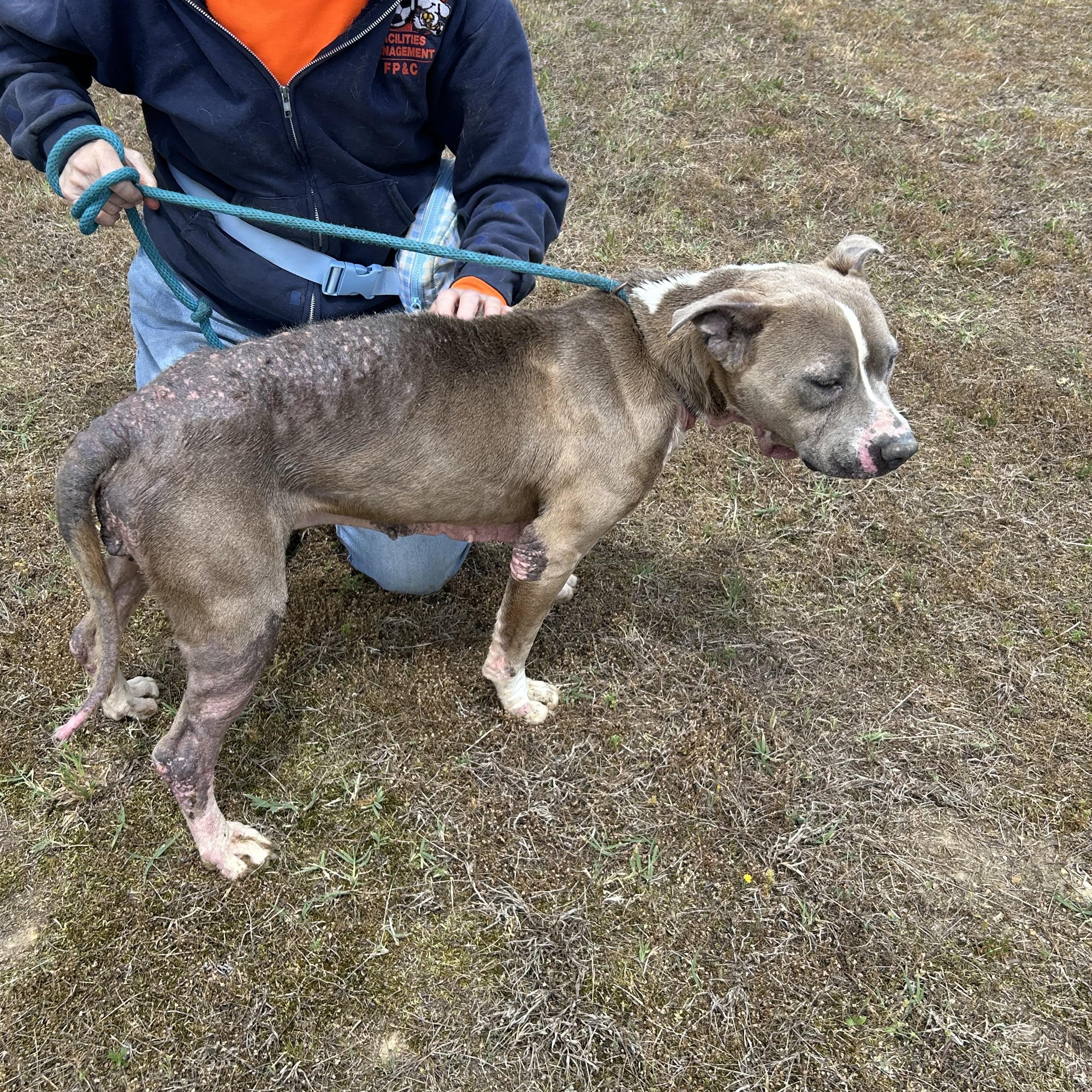 Enlarge Blackie, a ADOPTABLE mixed breed in Charles City, VA image 4/5