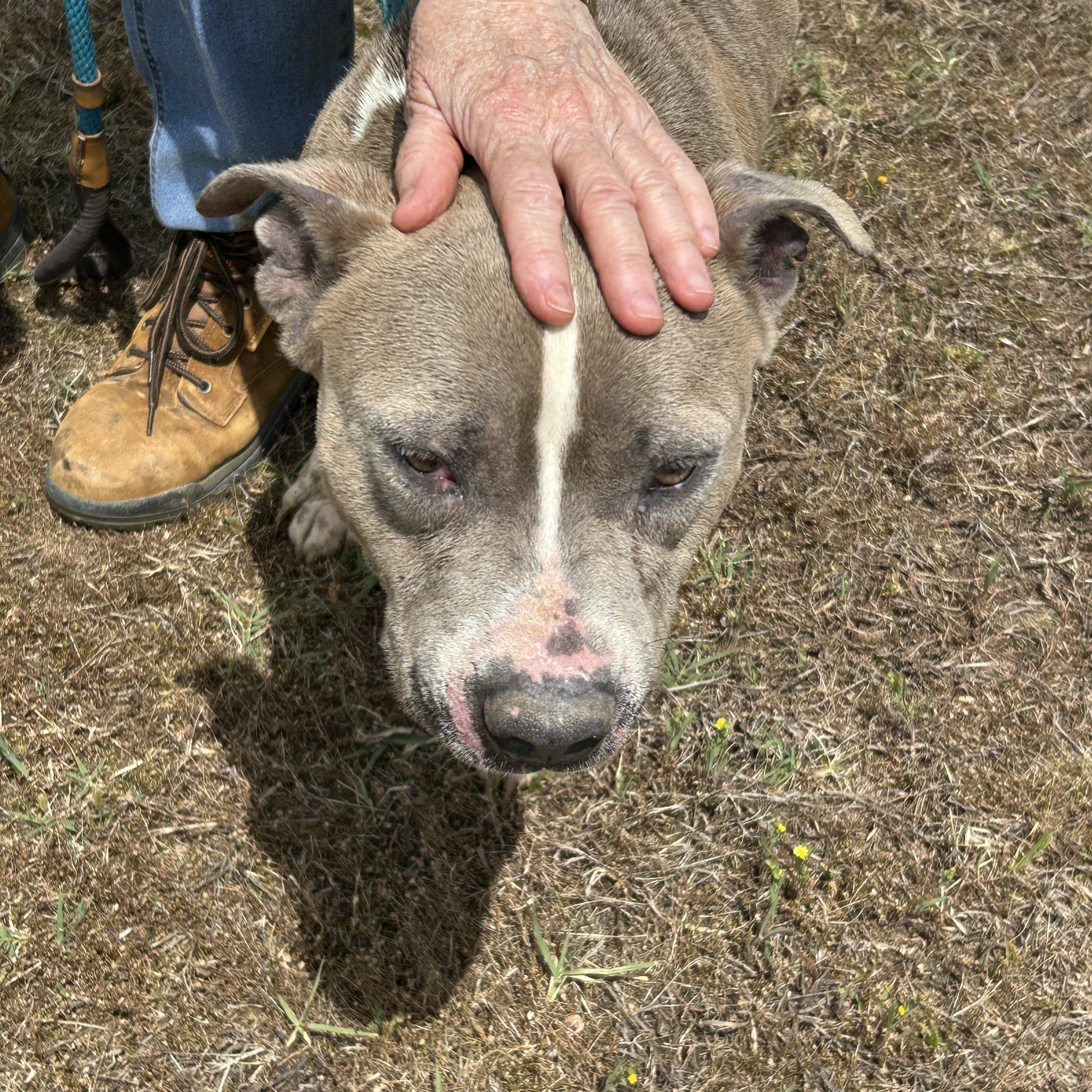 Enlarge Blackie, a ADOPTABLE mixed breed in Charles City, VA image 5/5