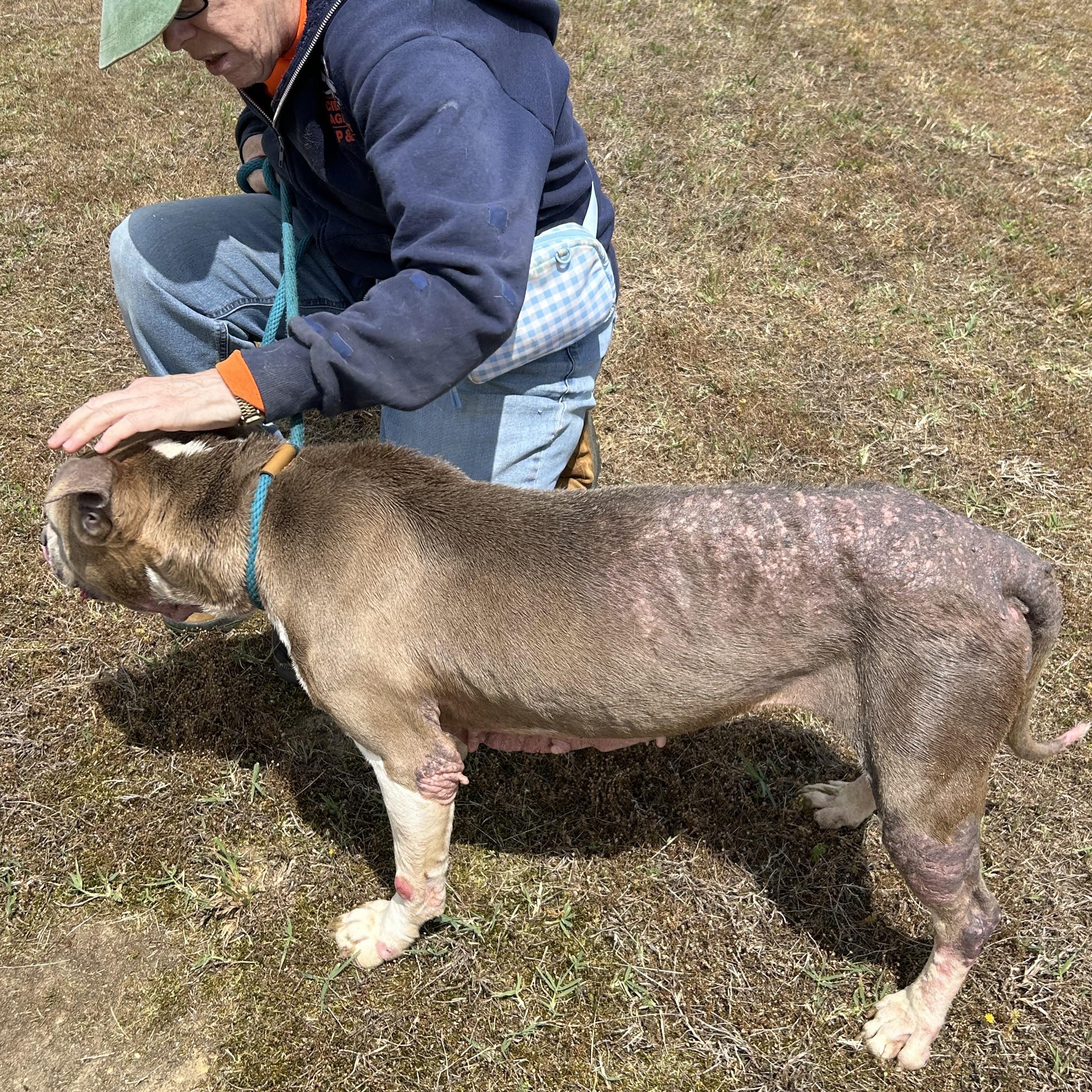 Enlarge Blackie, a ADOPTABLE mixed breed in Charles City, VA image 3/5