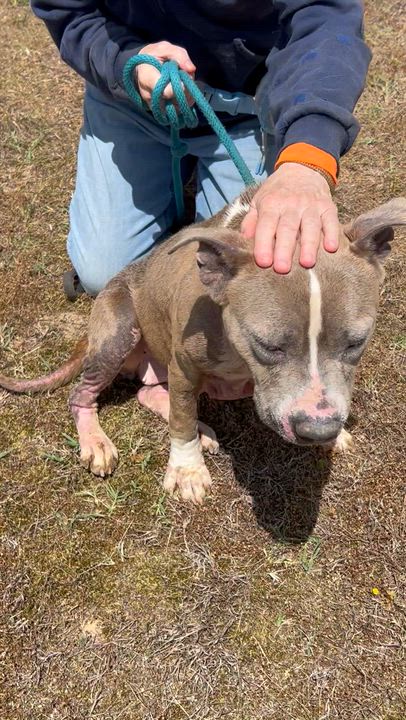Enlarge Blackie, a ADOPTABLE mixed breed in Charles City, VA video 2/5