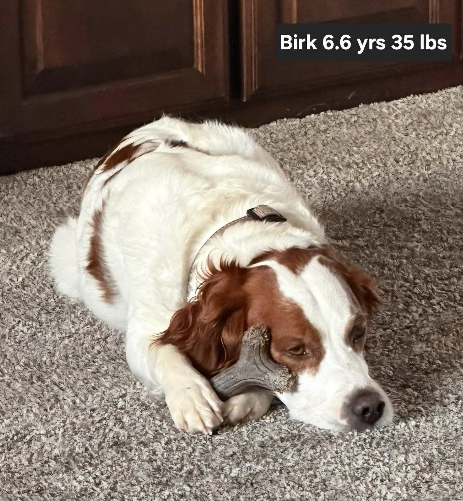 Enlarge OK/Birk, a Adoptable Brittany Spaniel in Fairfax, OK image 1/3