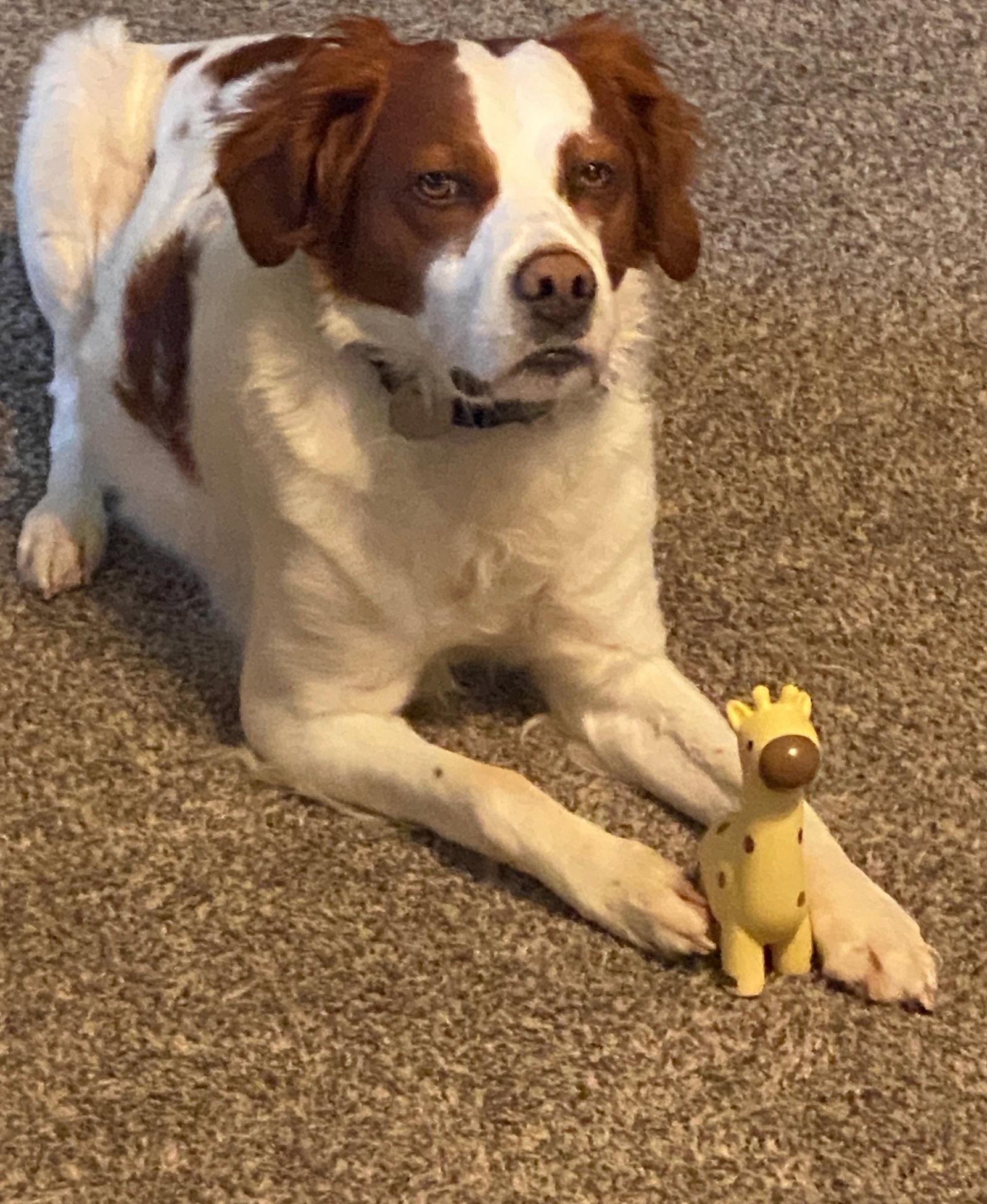Enlarge OK/Birk, a Adoptable Brittany Spaniel in Fairfax, OK image 2/3