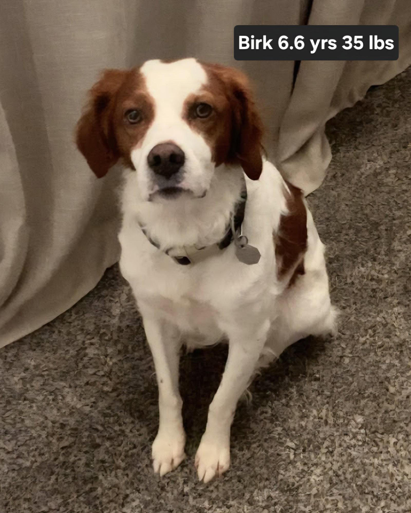Enlarge OK/Birk, a Adoptable Brittany Spaniel in Fairfax, OK image 3/3