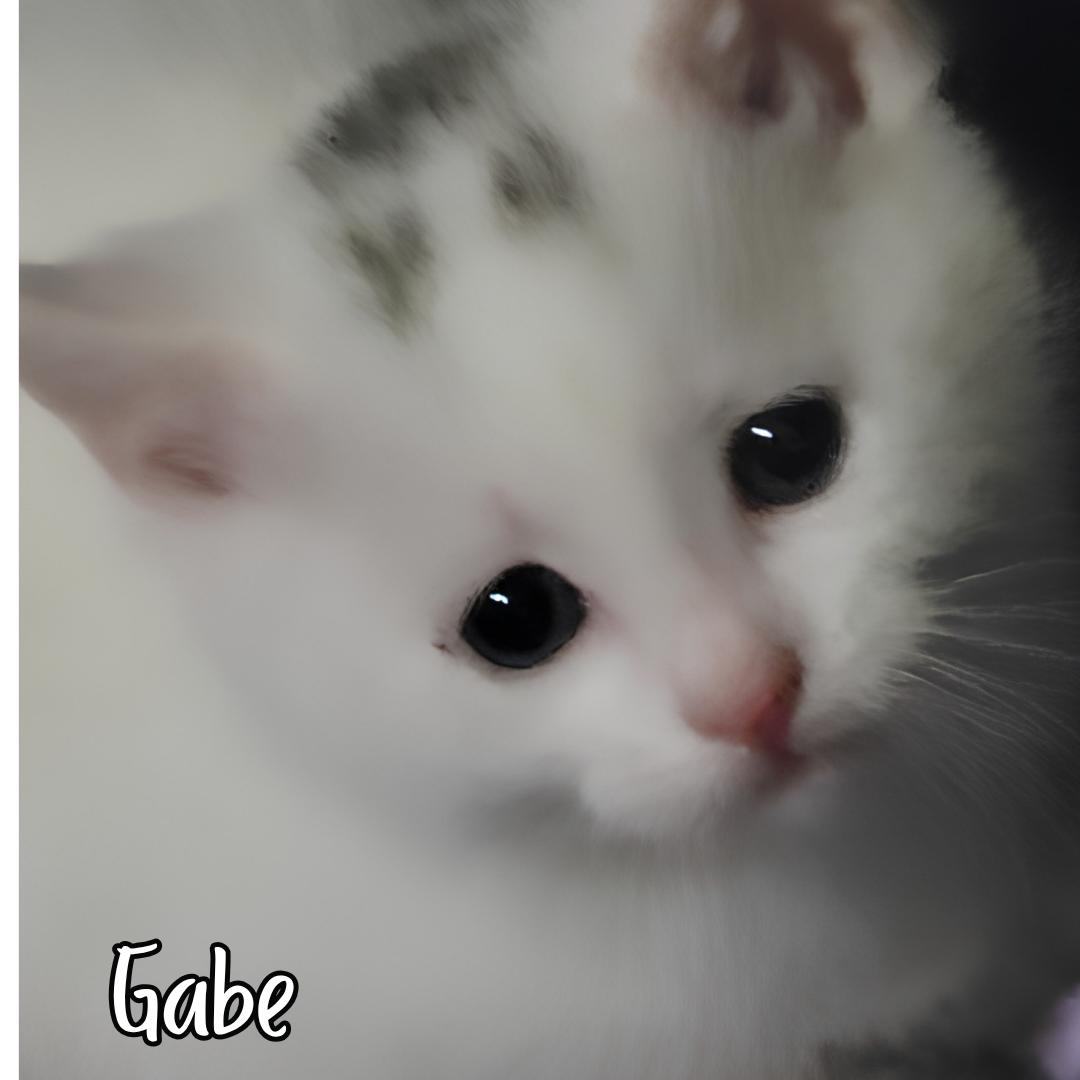 Enlarge Gabe, a ADOPTABLE Domestic Short Hair in Janesville, WI image 3/3