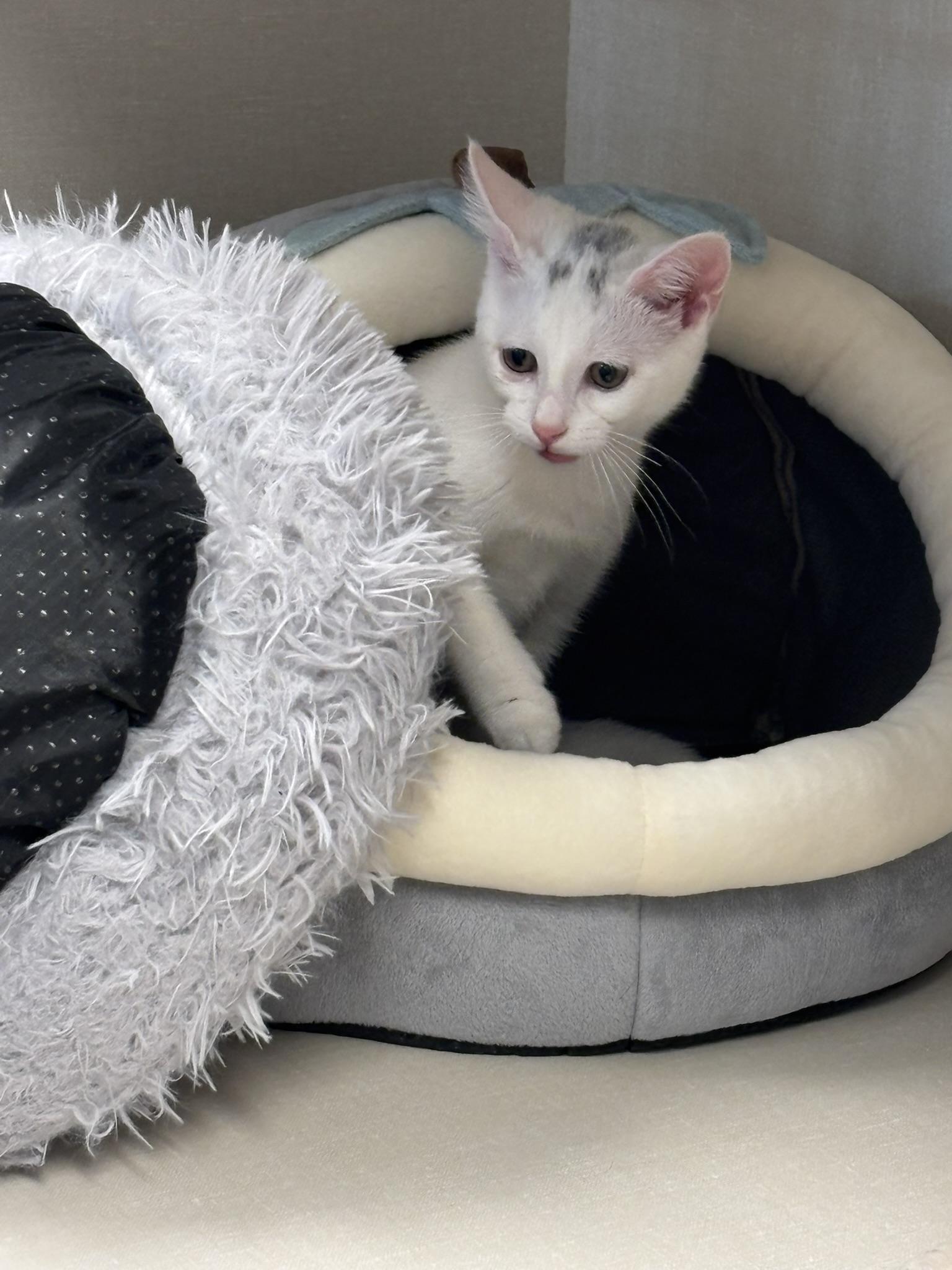 Enlarge Gabe, a ADOPTABLE Domestic Short Hair in Janesville, WI image 2/3