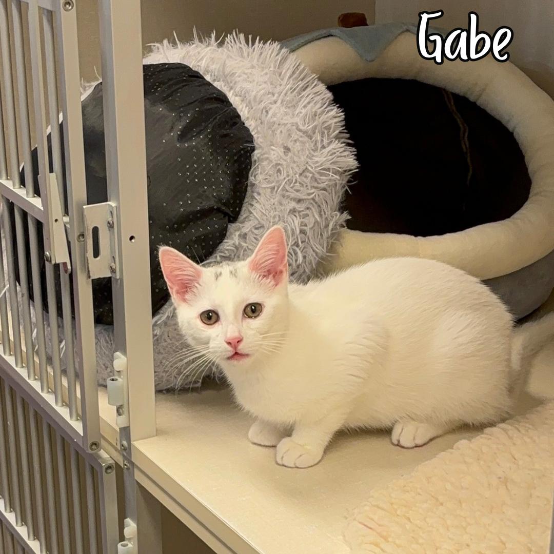 Gabe, ADOPTABLE, Young Male Domestic Short Hair.