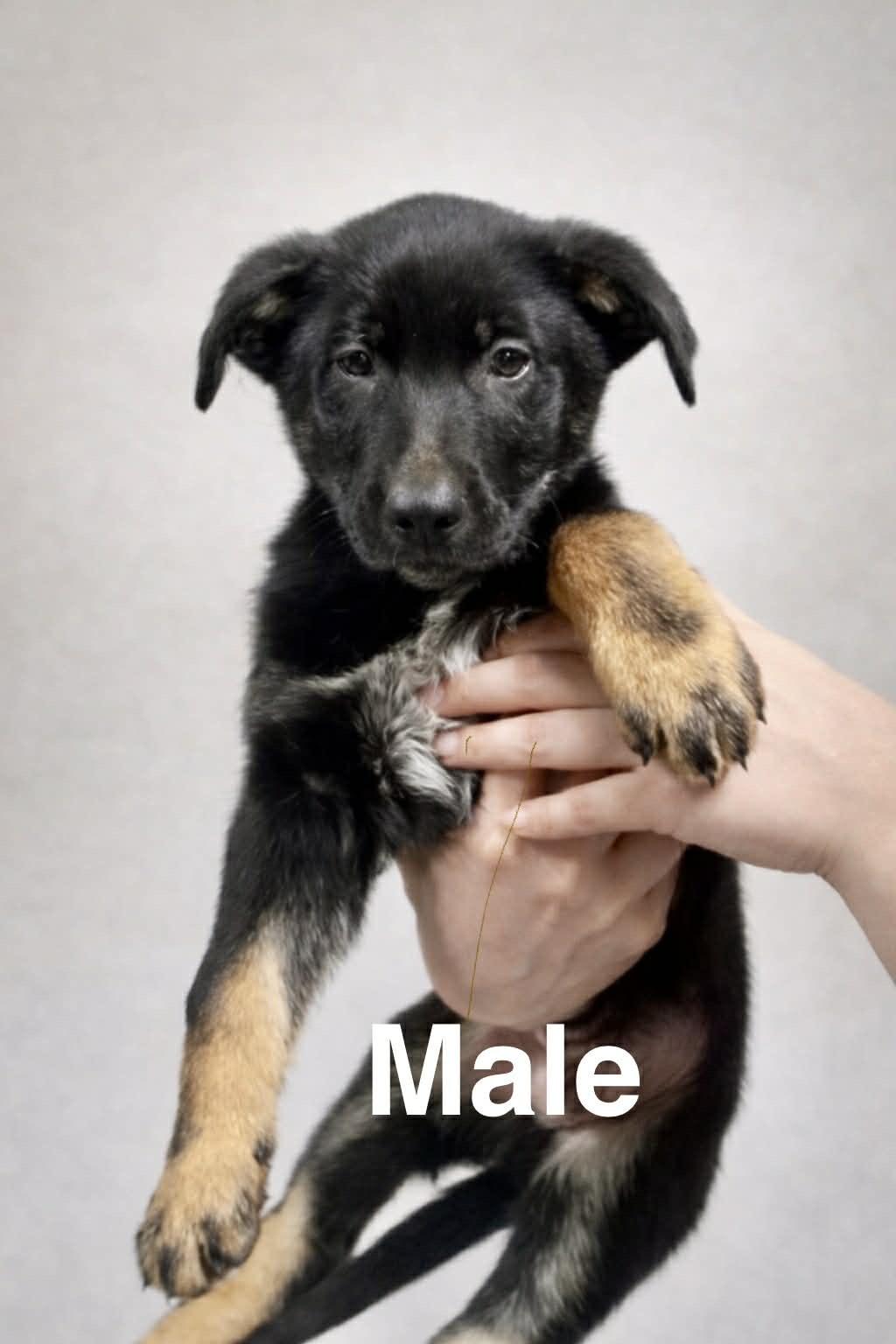 Thunder , adoptable, Puppy Male German Shepherd Dog & Labrador Retriever.