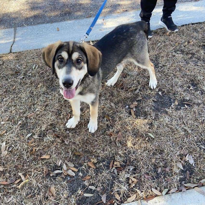 Babe, ADOPTABLE, Puppy Female English Shepherd & Basset Hound.