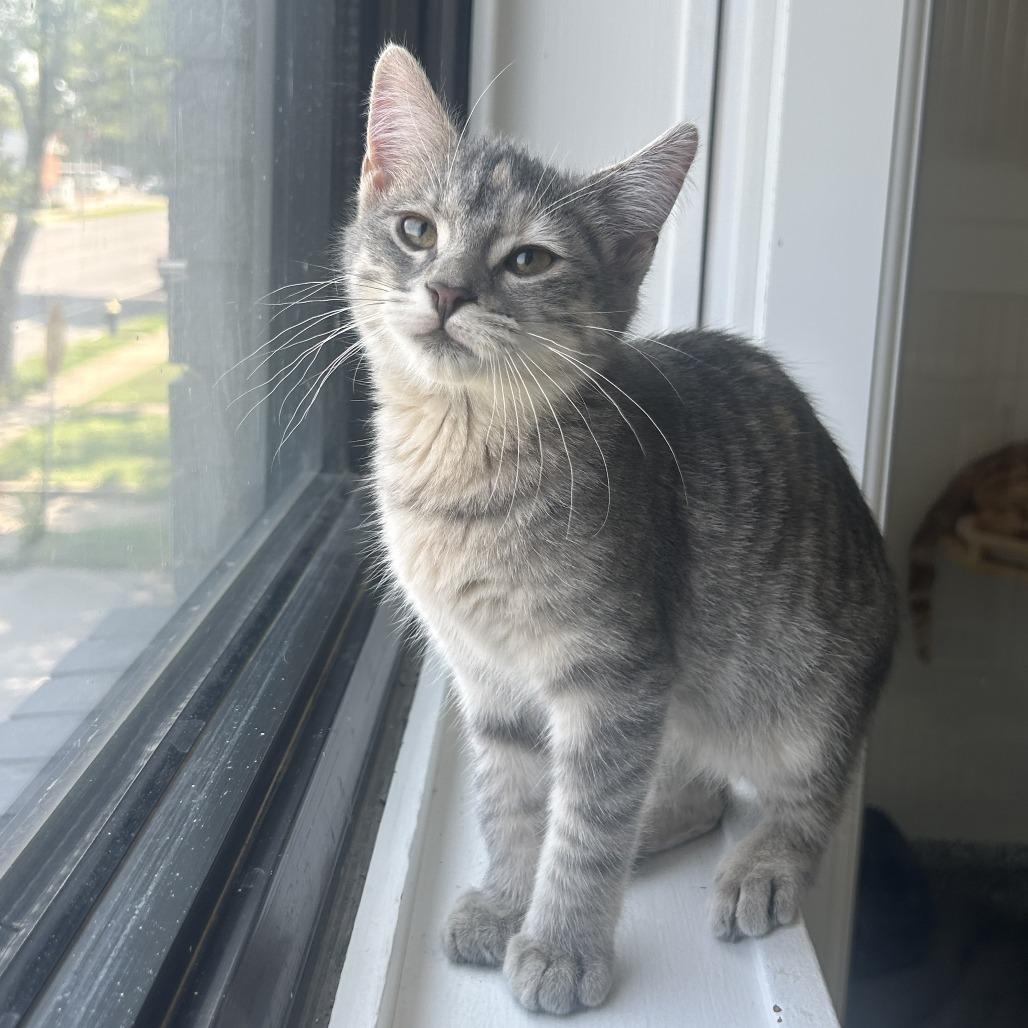 Lilac, Adoptable, Kitten Female Domestic Short Hair.