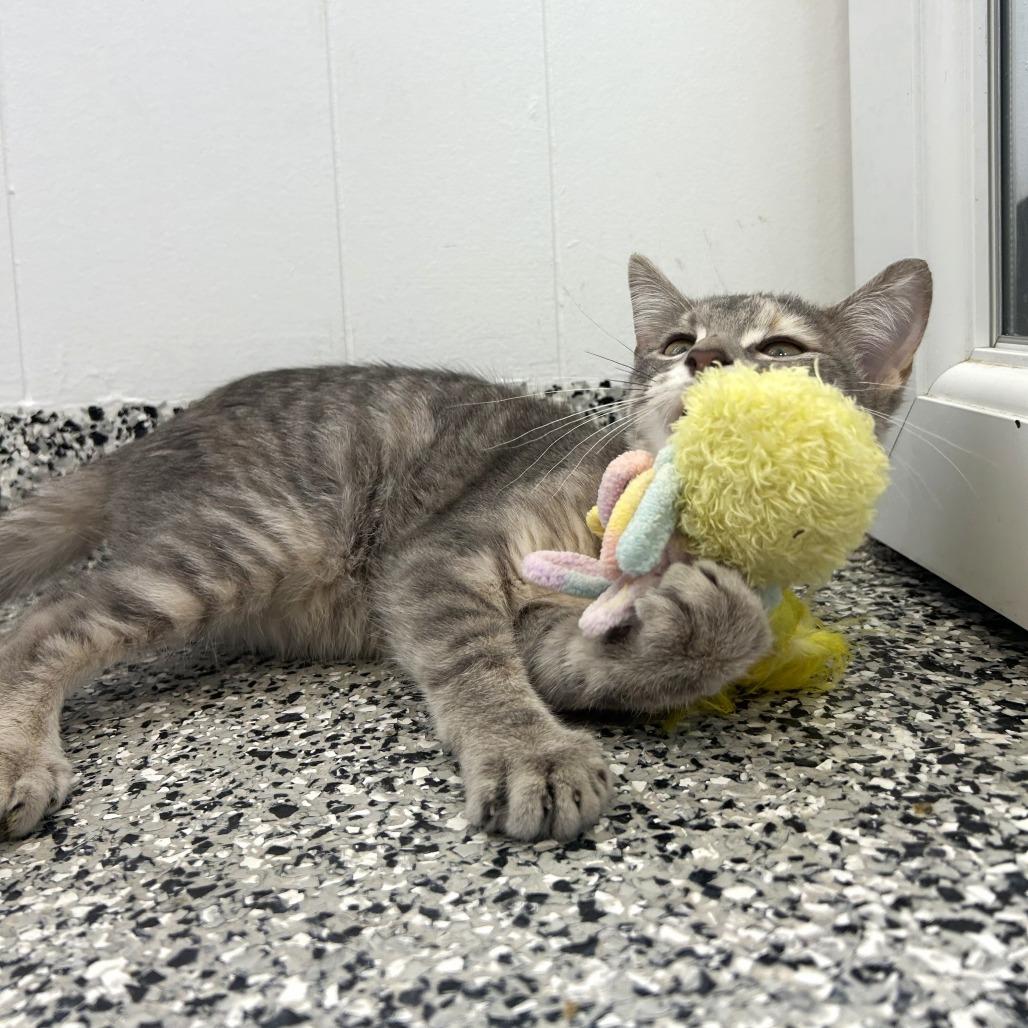 Enlarge Lilac, a Adoptable Domestic Short Hair in St. Louis, MO image 2/6