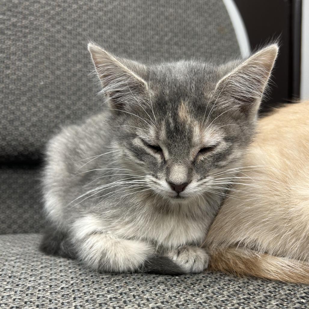 Lilac, a Adoptable Domestic Short Hair in St. Louis, MO image 1/2