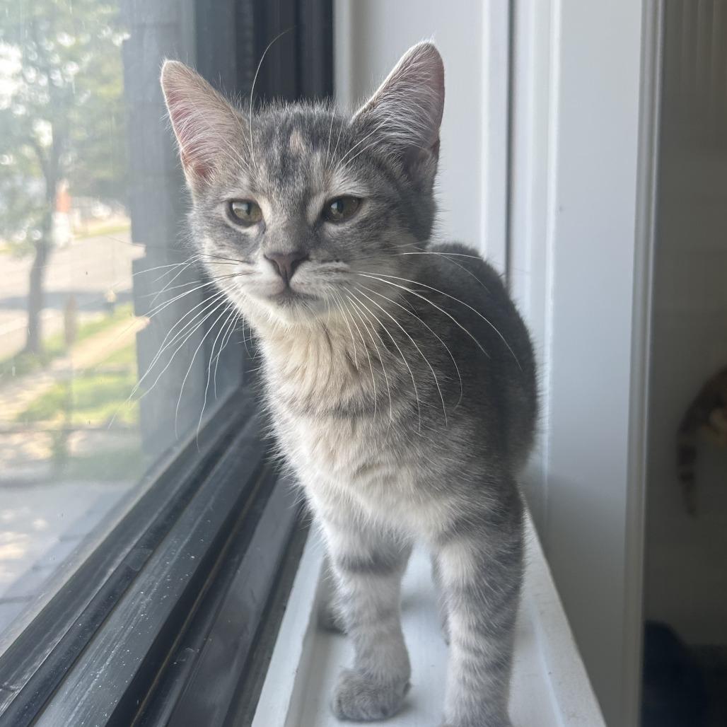 Enlarge Lilac, a Adoptable Domestic Short Hair in St. Louis, MO image 4/6
