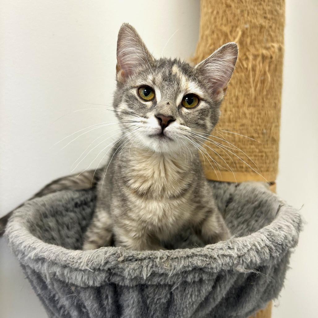 Enlarge Lilac, a Adoptable Domestic Short Hair in St. Louis, MO image 5/6