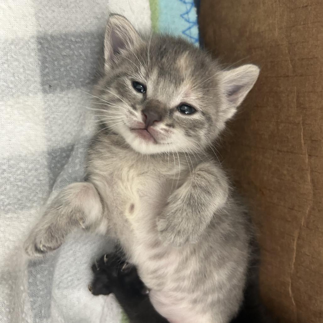 Lilac, a Adoptable Domestic Short Hair in St. Louis, MO image 2/2