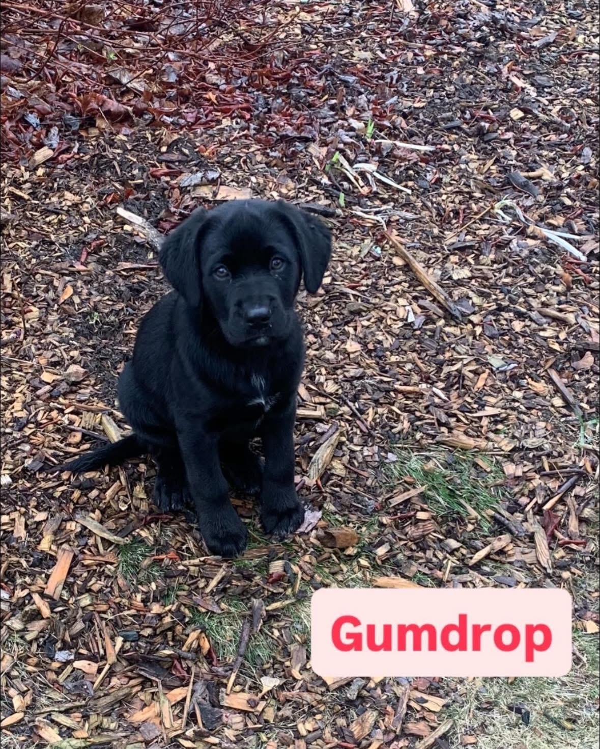 Enlarge Gumdrop, an adopted mixed breed in Willington, CT image 4/5