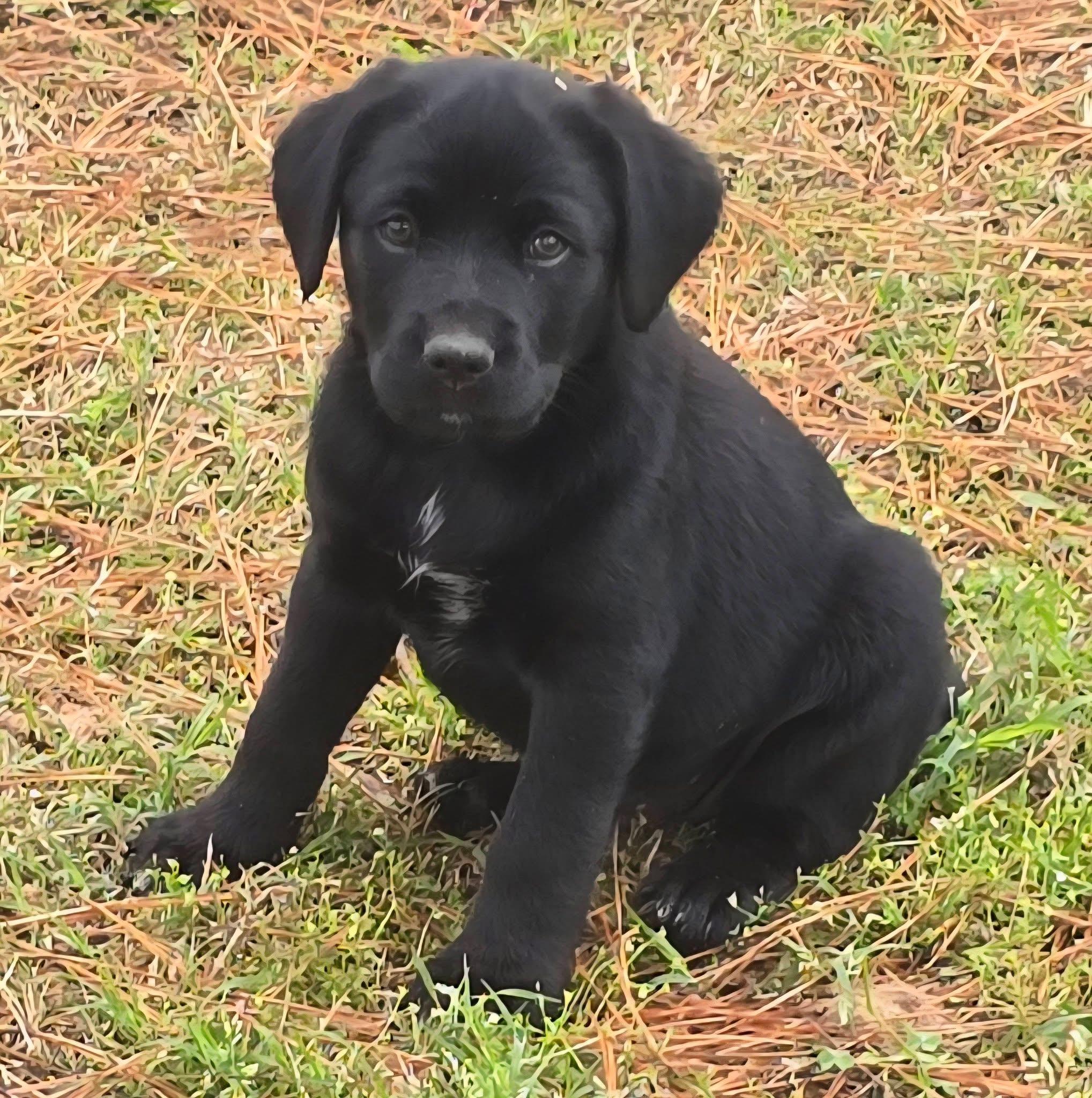 Enlarge Gumdrop, an adopted mixed breed in Willington, CT image 2/5