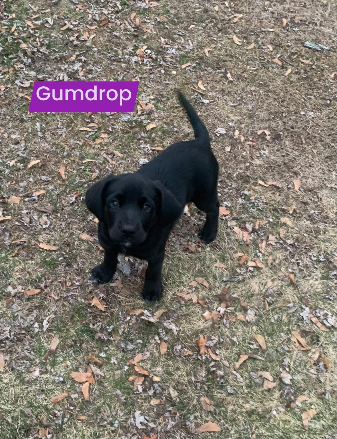 Enlarge Gumdrop, an adopted mixed breed in Willington, CT image 3/5