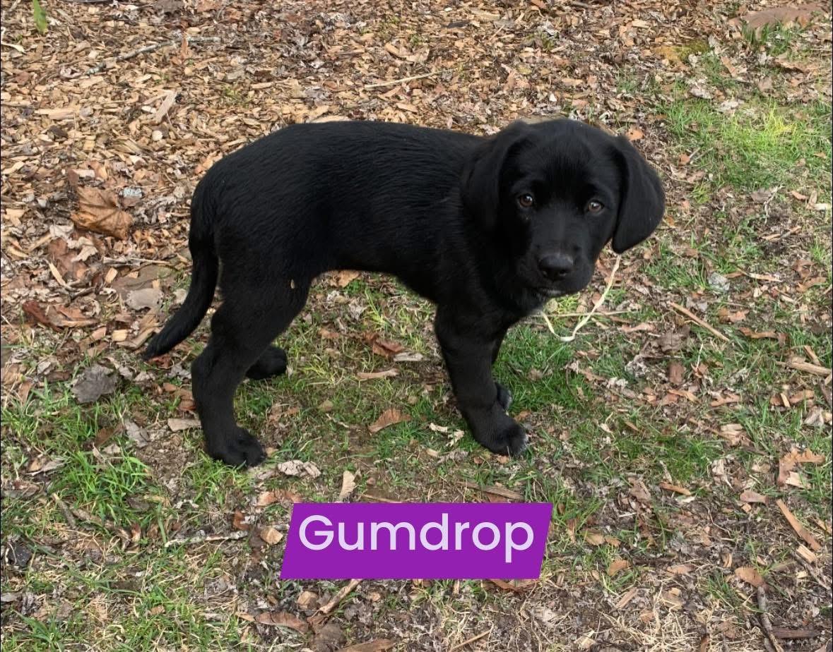 Enlarge Gumdrop, an adopted mixed breed in Willington, CT image 5/5