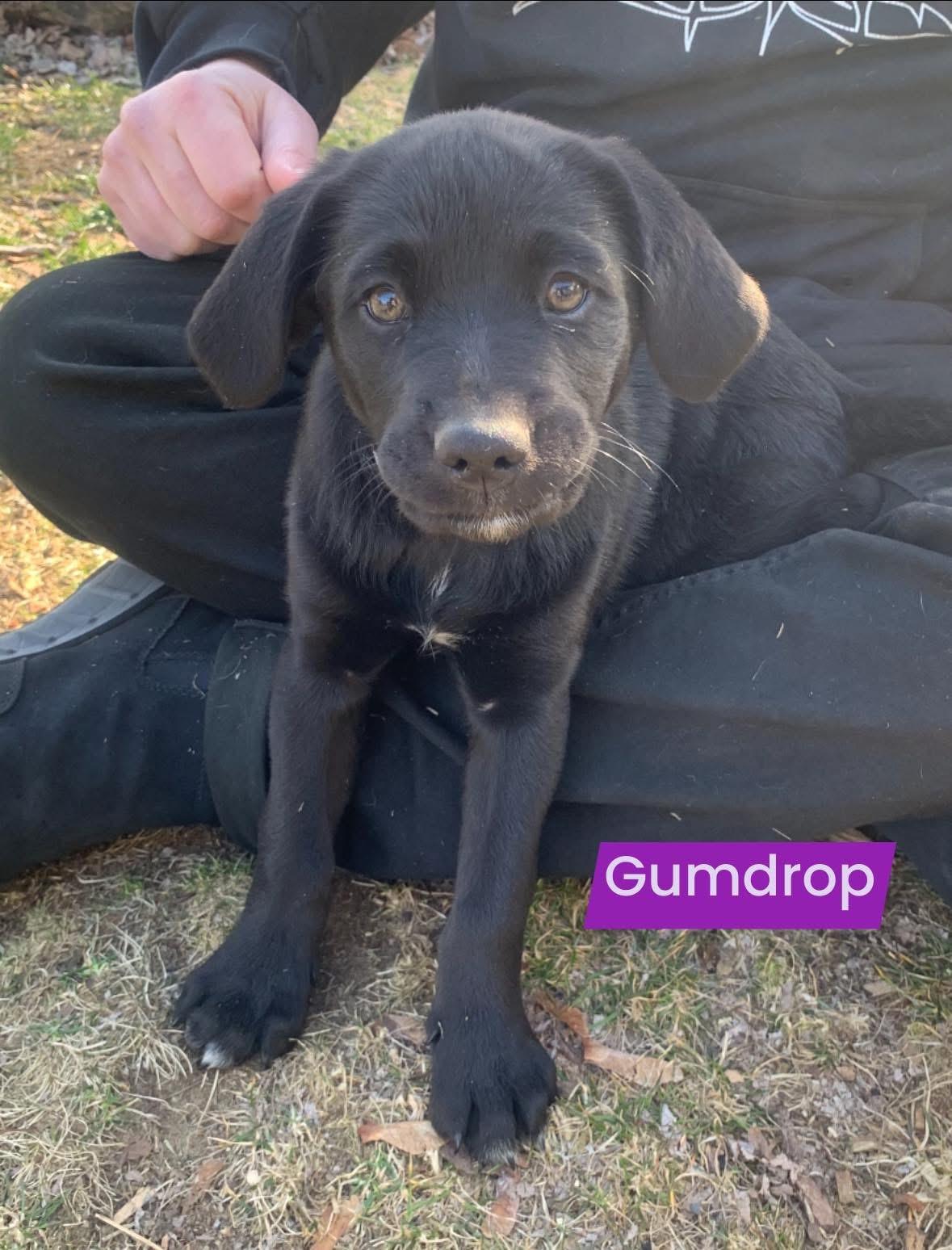 Enlarge Gumdrop, an adopted mixed breed in Willington, CT image 1/5