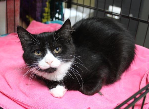 Gillette, ADOPTABLE, Kitten Female Domestic Medium Hair.