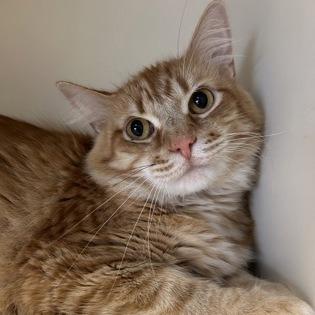 Dublin, Adoptable, Adult Male Domestic Long Hair.