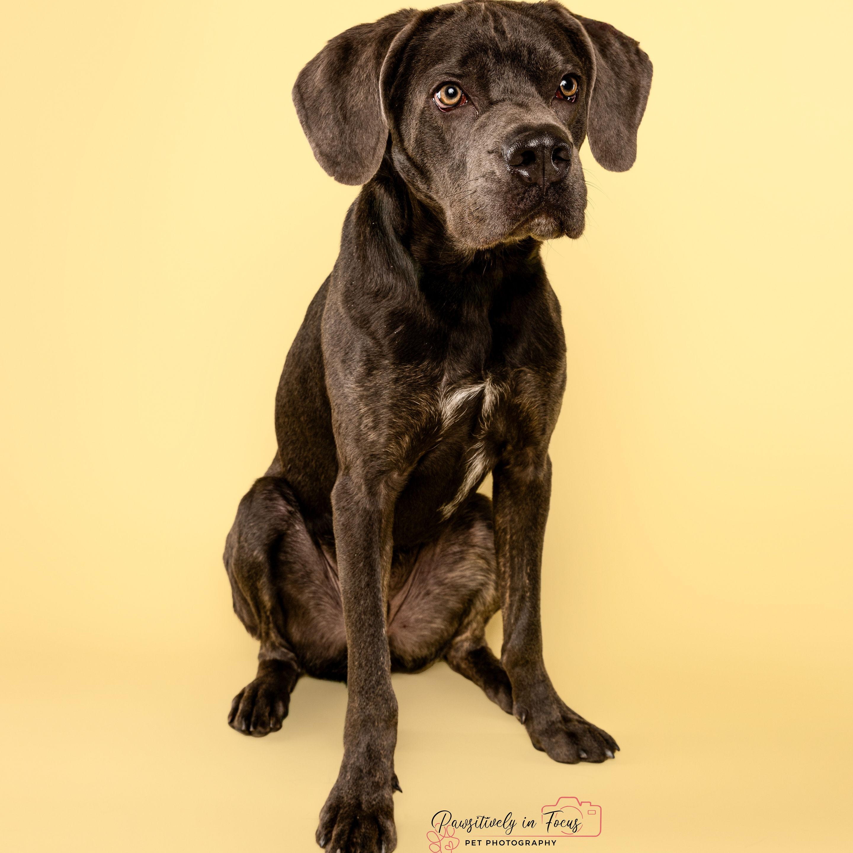 Enlarge Smokey, a Adoptable mixed breed in Waltham, MA image 5/6
