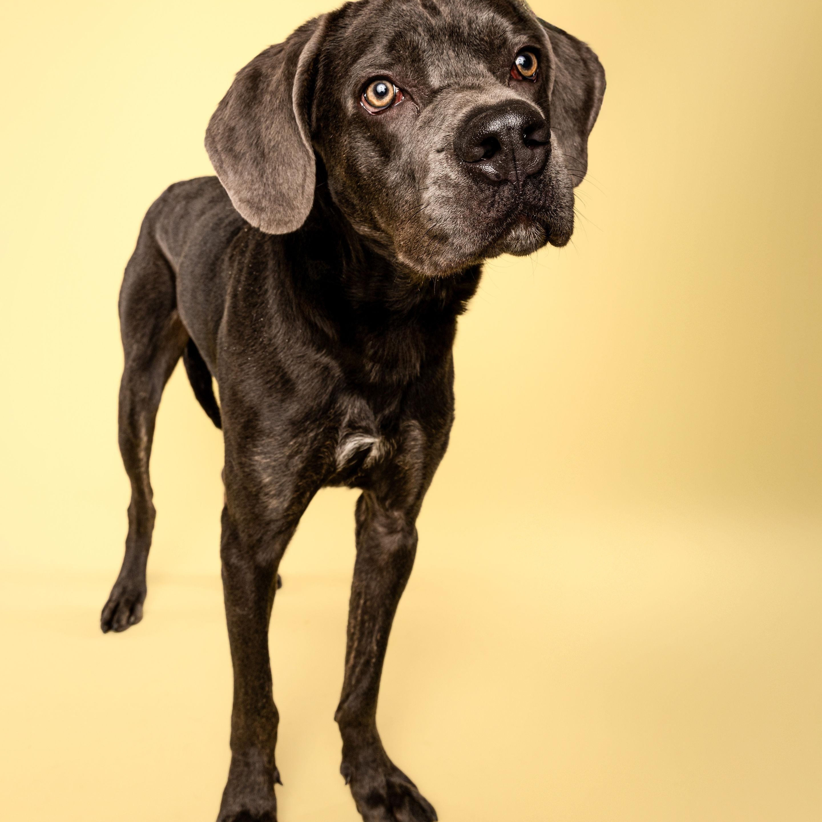 Enlarge Smokey, a Adoptable mixed breed in Waltham, MA image 1/6