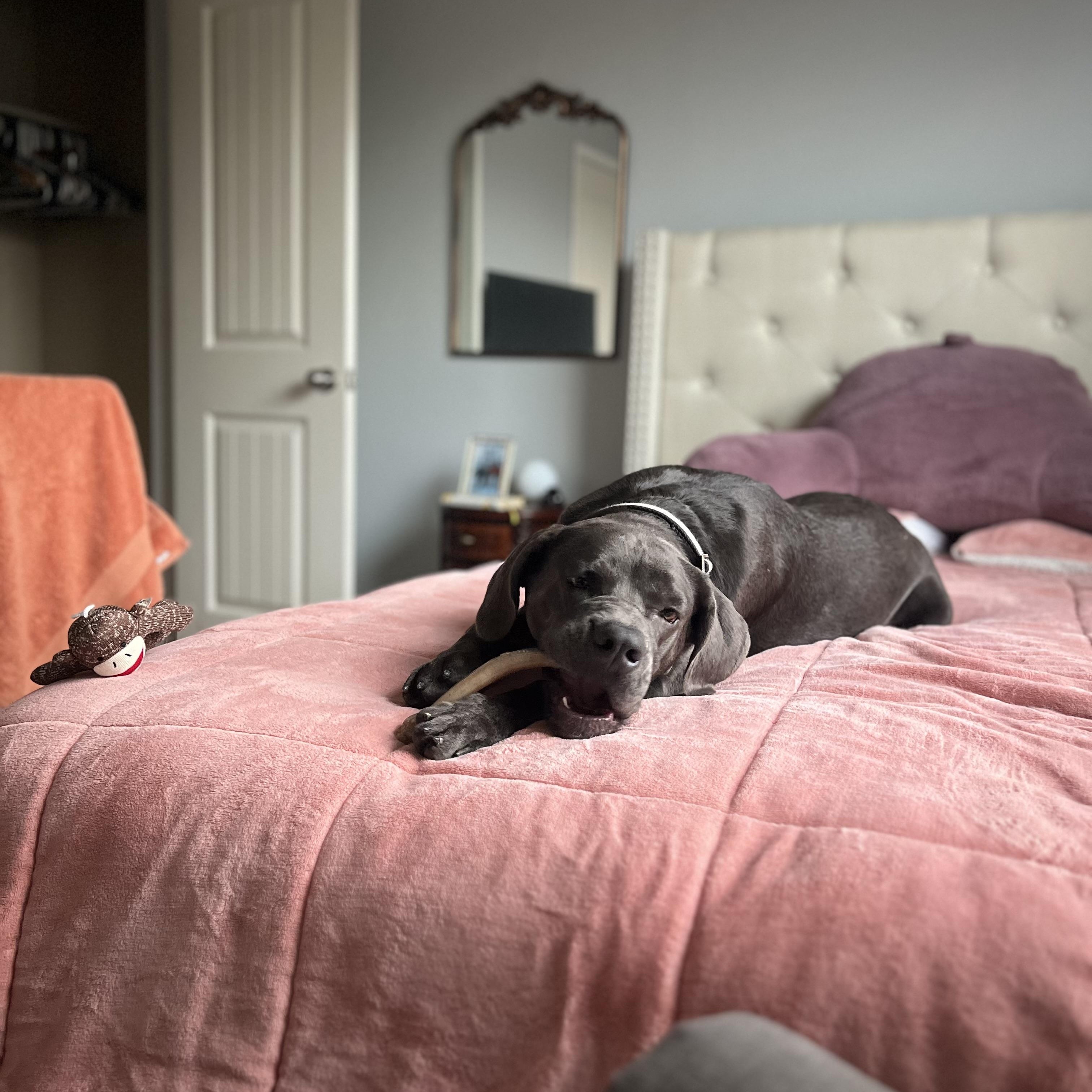 Enlarge Smokey, a Adoptable mixed breed in Waltham, MA image 3/6