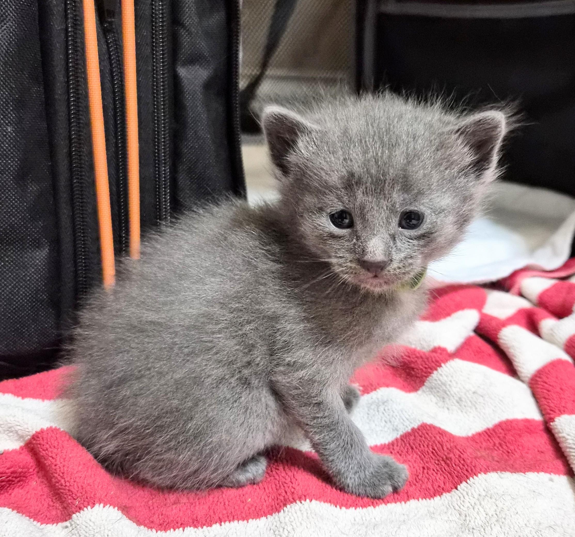 Enlarge Bandit, a ADOPTABLE American Shorthair in Waverly, IA image 2/3