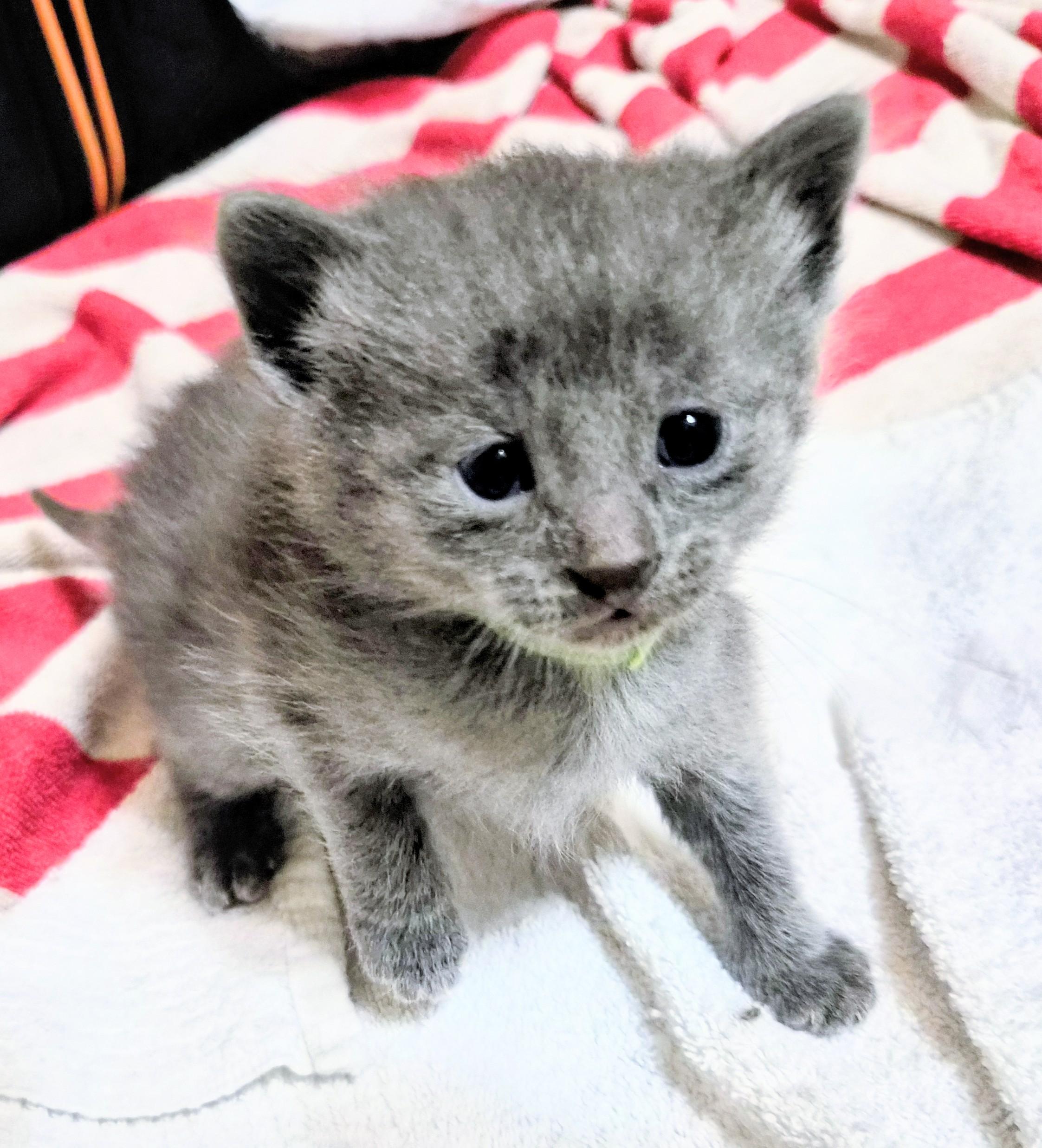 Enlarge Bandit, a ADOPTABLE American Shorthair in Waverly, IA image 3/3