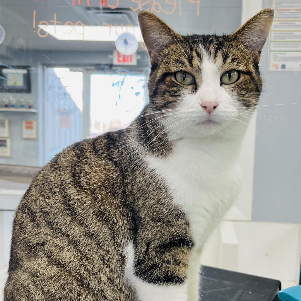 Penny, Adoptable, Young Female Domestic Short Hair.