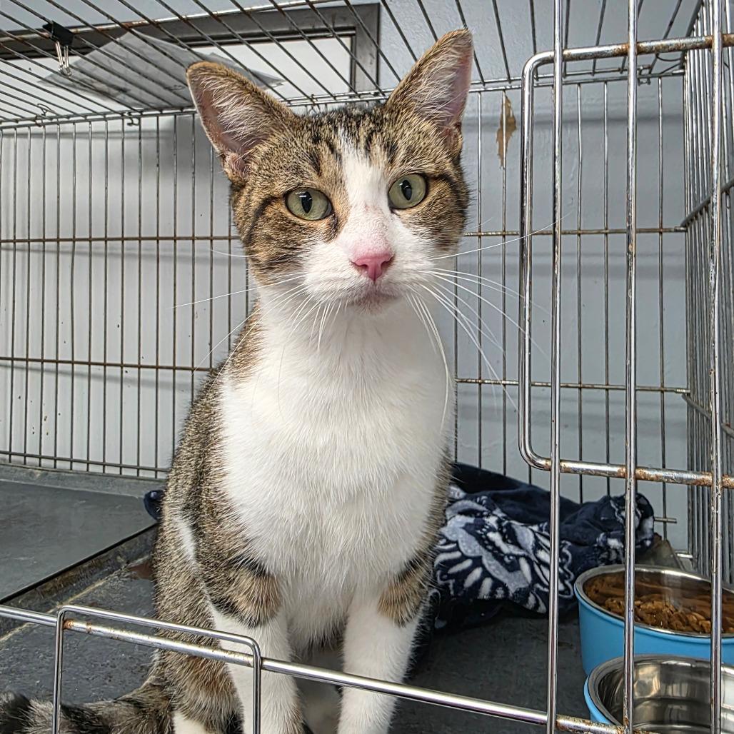 Enlarge Penny, a Adoptable Domestic Short Hair in Duncan, OK image 1/1